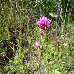 castilleja exserta 4432